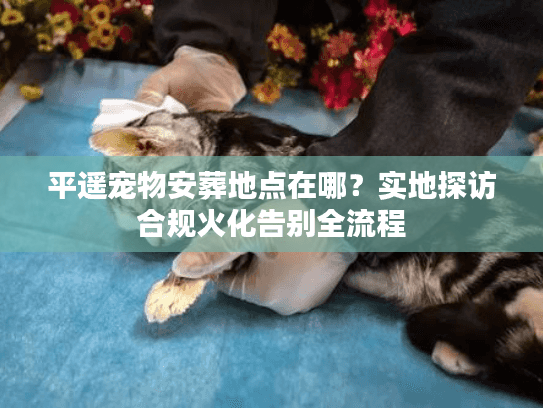 平遥宠物安葬地点在哪？实地探访合规火化告别全流程