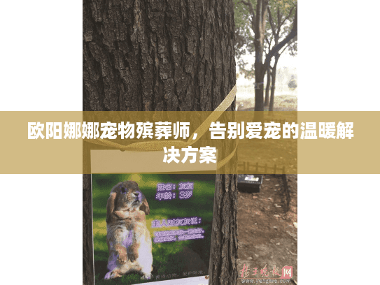 欧阳娜娜宠物殡葬师，告别爱宠的温暖解决方案