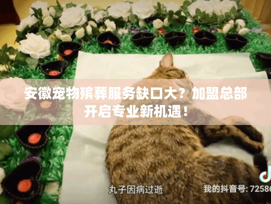 安徽宠物殡葬服务缺口大？加盟总部开启专业新机遇！