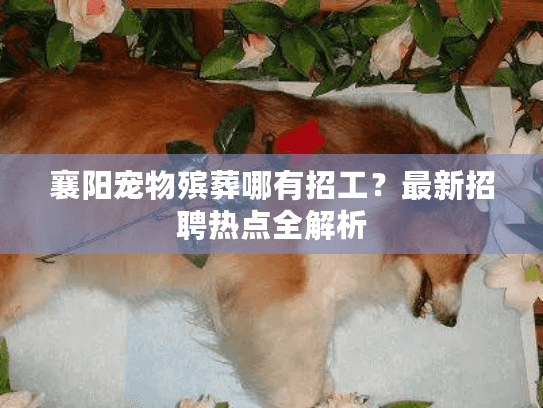 襄阳宠物殡葬哪有招工？最新招聘热点全解析