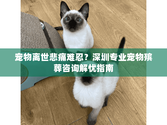 宠物离世悲痛难忍？深圳专业宠物殡葬咨询解忧指南