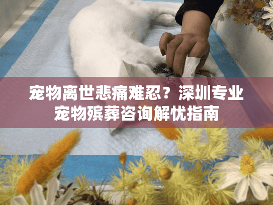 宠物离世悲痛难忍？深圳专业宠物殡葬咨询解忧指南