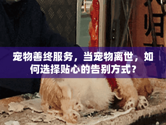 宠物善终服务，当宠物离世，如何选择贴心的告别方式？