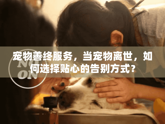 宠物善终服务，当宠物离世，如何选择贴心的告别方式？