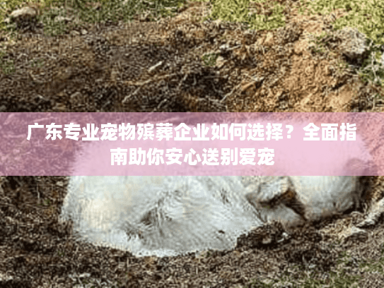广东专业宠物殡葬企业如何选择？全面指南助你安心送别爱宠