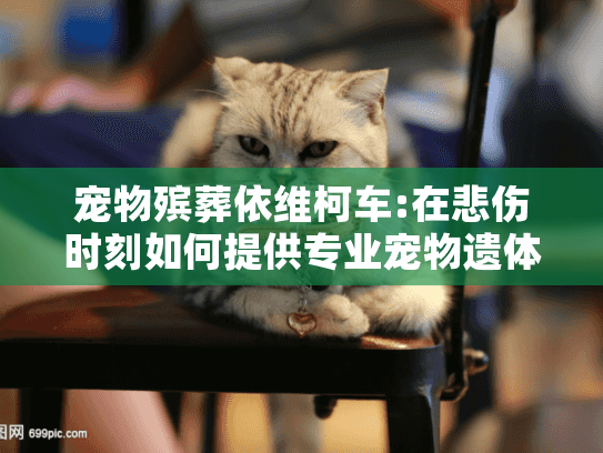 宠物殡葬依维柯车:在悲伤时刻如何提供专业宠物遗体运输服务？