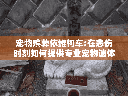 宠物殡葬依维柯车:在悲伤时刻如何提供专业宠物遗体运输服务？