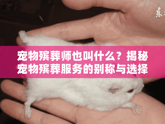 宠物殡葬师也叫什么？揭秘宠物殡葬服务的别称与选择指南