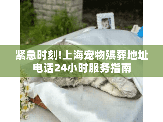 紧急时刻!上海宠物殡葬地址电话24小时服务指南