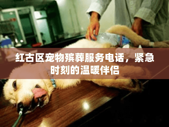 红古区宠物殡葬服务电话，紧急时刻的温暖伴侣