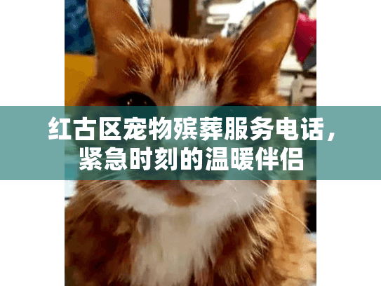 红古区宠物殡葬服务电话，紧急时刻的温暖伴侣