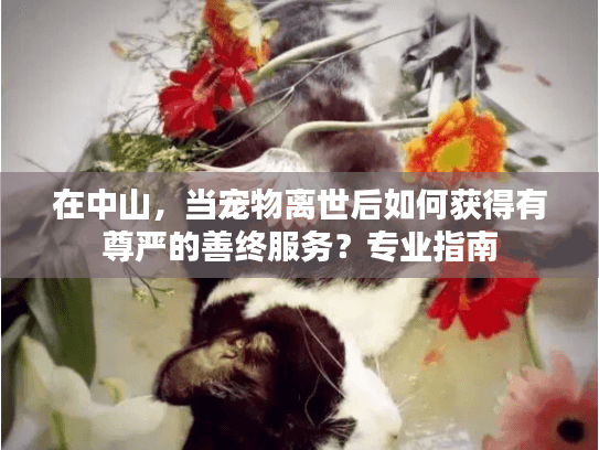 在中山，当宠物离世后如何获得有尊严的善终服务？专业指南