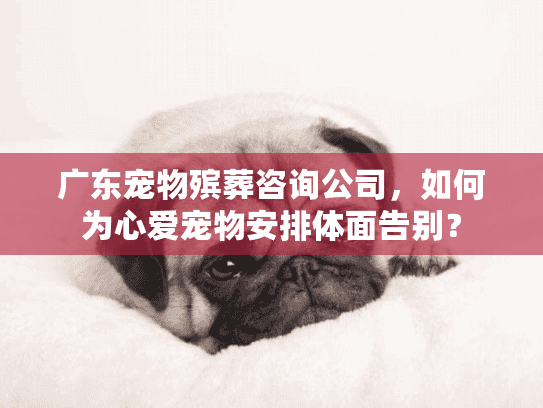 广东宠物殡葬咨询公司，如何为心爱宠物安排体面告别？