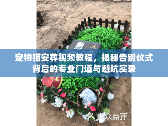 宠物猫安葬视频教程，揭秘告别仪式背后的专业门道与避坑实录