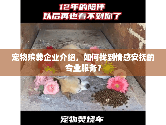 宠物殡葬企业介绍，如何找到情感安抚的专业服务？