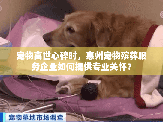 宠物离世心碎时，惠州宠物殡葬服务企业如何提供专业关怀？