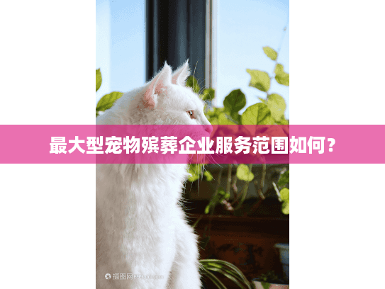 最大型宠物殡葬企业服务范围如何？