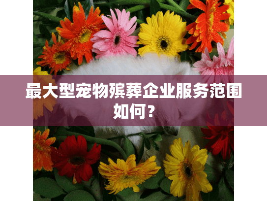 最大型宠物殡葬企业服务范围如何？