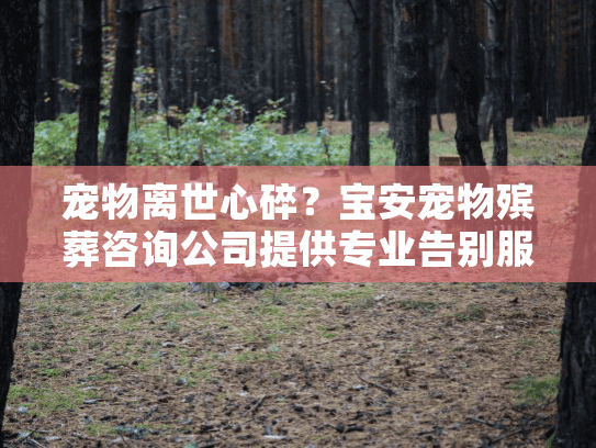 宠物离世心碎？宝安宠物殡葬咨询公司提供专业告别服务