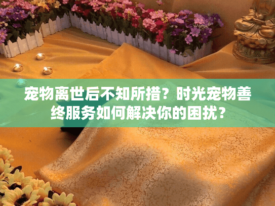 宠物离世后不知所措？时光宠物善终服务如何解决你的困扰？