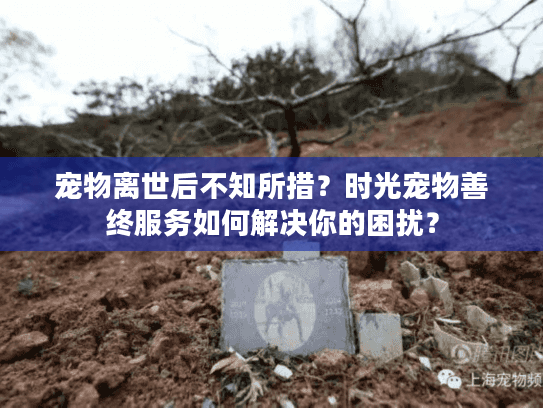 宠物离世后不知所措?时光宠物善终服务如何解决你的困扰?