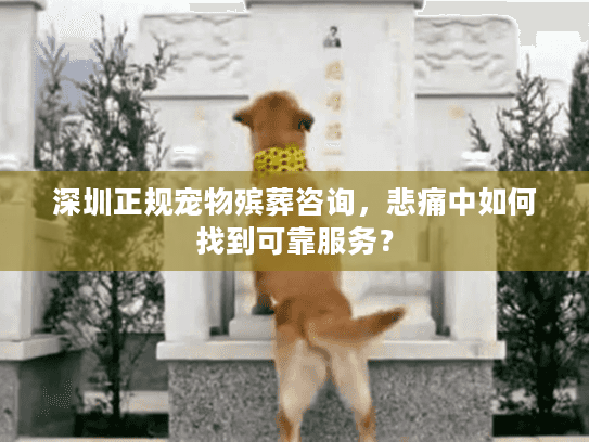 深圳正规宠物殡葬咨询，悲痛中如何找到可靠服务？