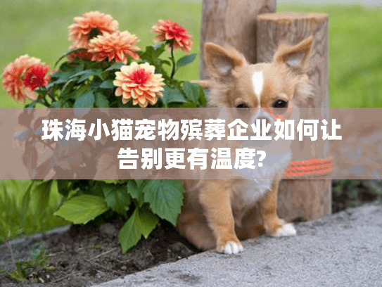 珠海小猫宠物殡葬企业如何让告别更有温度?