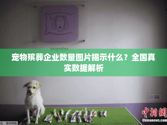 宠物殡葬企业数量图片揭示什么？全国真实数据解析