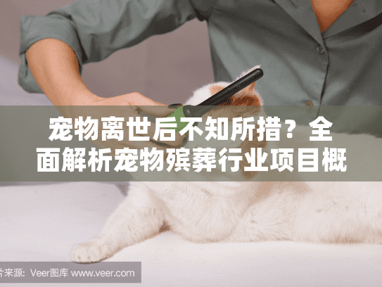 宠物离世后不知所措？全面解析宠物殡葬行业项目概况