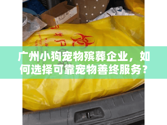 广州小狗宠物殡葬企业，如何选择可靠宠物善终服务？
