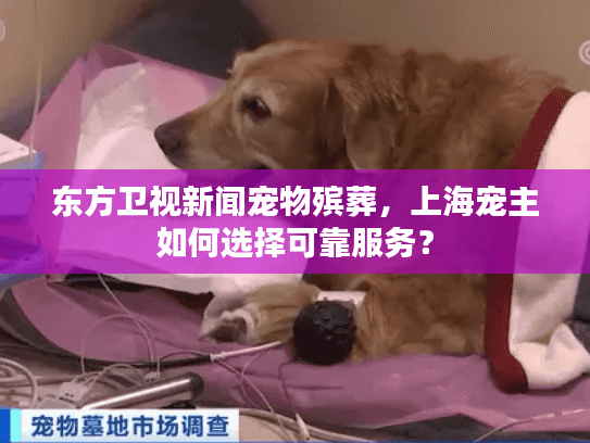 东方卫视新闻宠物殡葬，上海宠主如何选择可靠服务？