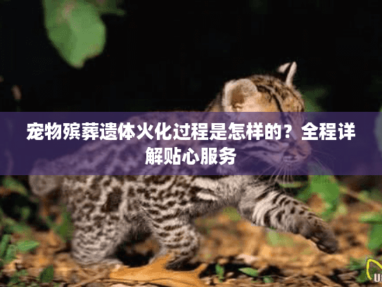 宠物殡葬遗体火化过程是怎样的？全程详解贴心服务