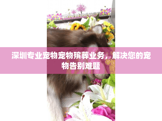 深圳专业宠物宠物殡葬业务，解决您的宠物告别难题
