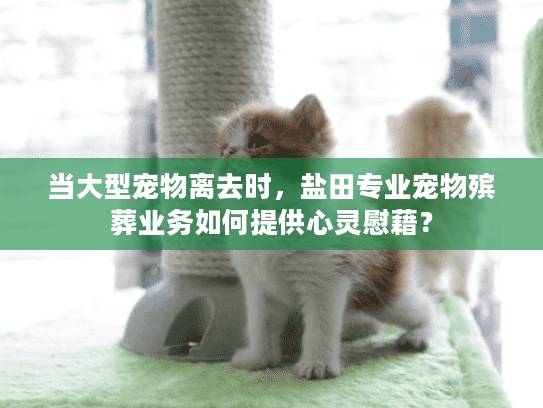 当大型宠物离去时，盐田专业宠物殡葬业务如何提供心灵慰藉？