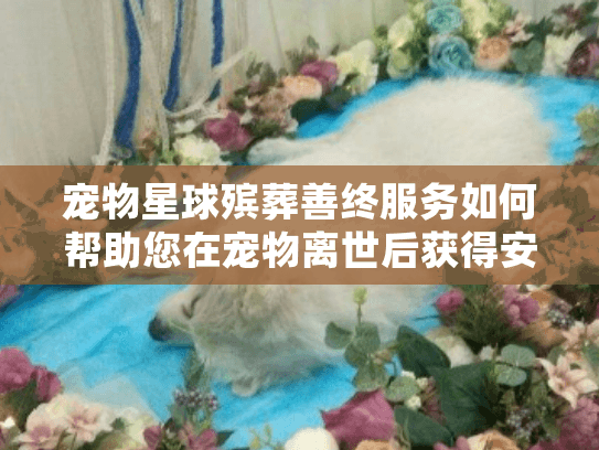宠物星球殡葬善终服务如何帮助您在宠物离世后获得安心告别？