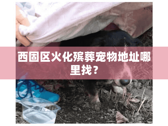 西固区火化殡葬宠物地址哪里找？