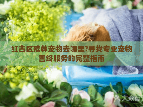 红古区殡葬宠物去哪里?寻找专业宠物善终服务的完整指南