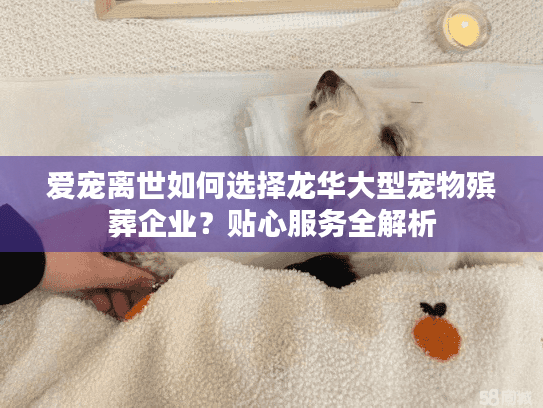爱宠离世如何选择龙华大型宠物殡葬企业？贴心服务全解析