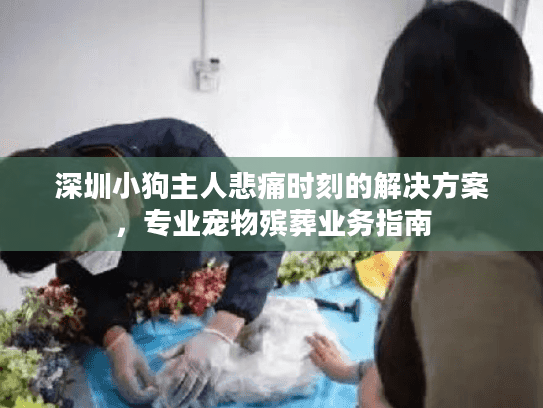 深圳小狗主人悲痛时刻的解决方案，专业宠物殡葬业务指南