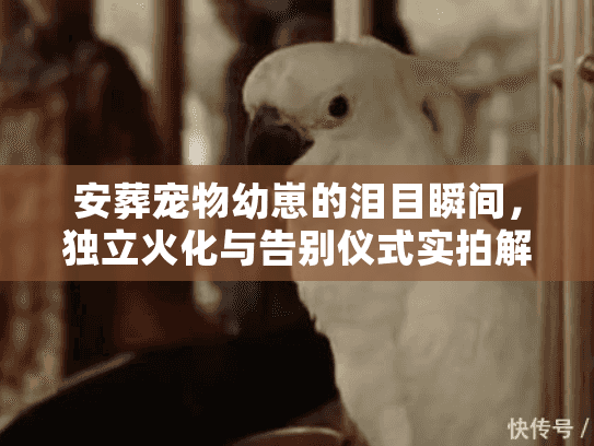 安葬宠物幼崽的泪目瞬间，独立火化与告别仪式实拍解析