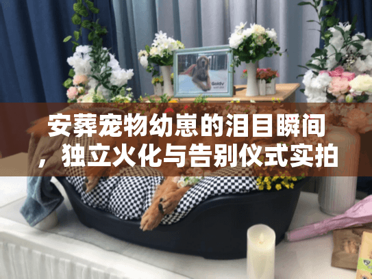 安葬宠物幼崽的泪目瞬间，独立火化与告别仪式实拍解析