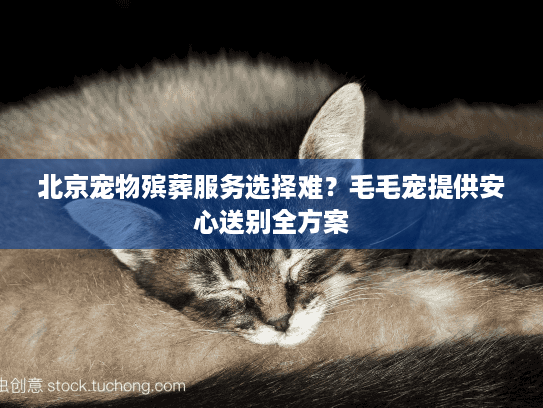 北京宠物殡葬服务选择难？毛毛宠提供安心送别全方案