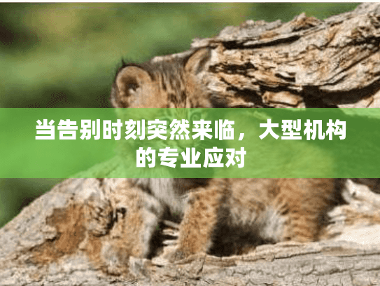 当告别时刻突然来临，大型机构的专业应对