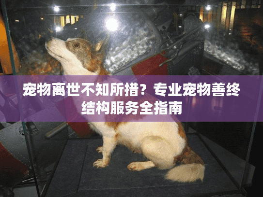 宠物离世不知所措？专业宠物善终结构服务全指南