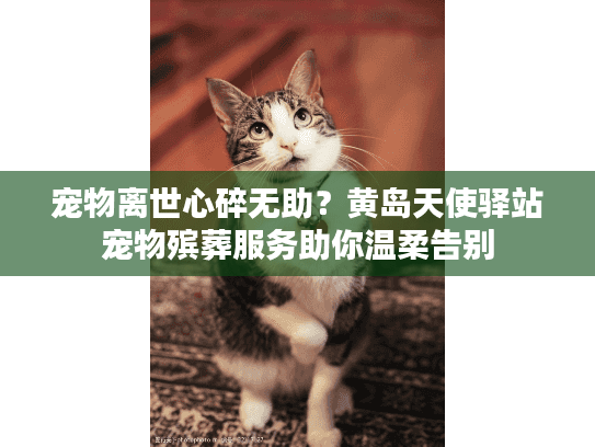 宠物离世心碎无助？黄岛天使驿站宠物殡葬服务助你温柔告别