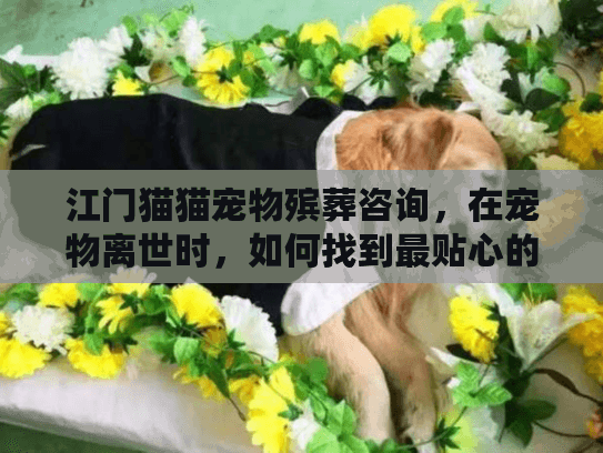 江门猫猫宠物殡葬咨询，在宠物离世时，如何找到最贴心的服务？