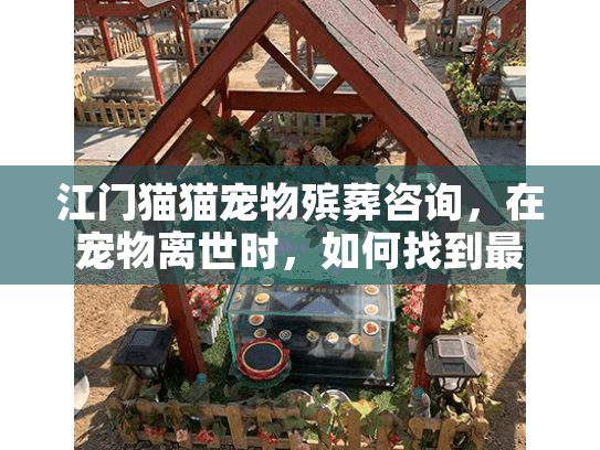 江门猫猫宠物殡葬咨询，在宠物离世时，如何找到最贴心的服务？