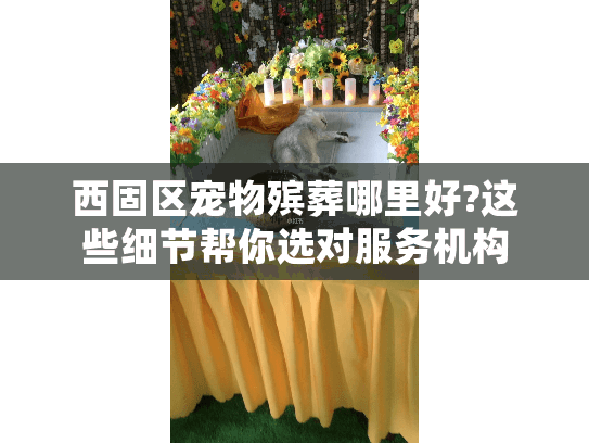 西固区宠物殡葬哪里好?这些细节帮你选对服务机构