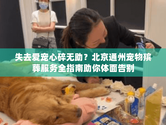 失去爱宠心碎无助？北京通州宠物殡葬服务全指南助你体面告别