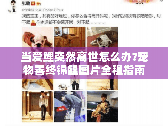 当爱鲤突然离世怎么办?宠物善终锦鲤图片全程指南